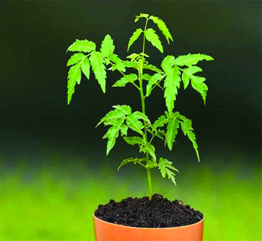 একটি সবুজ ভবিষ্যৎ বুনুন আপনার হাতে: একটি বৃক্ষ, একটি আজীবন প্রতিশ্রুতি